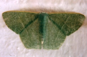 Emerald Moth